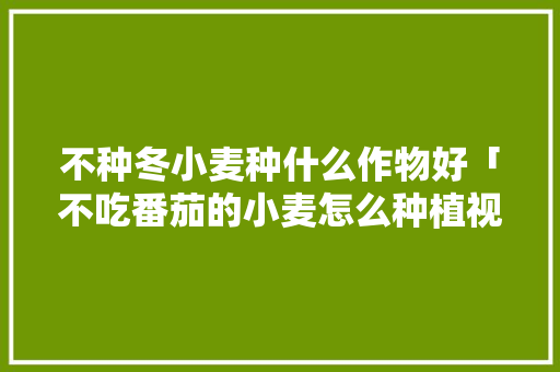 不种冬小麦种什么作物好「不吃番茄的小麦怎么种植视频」