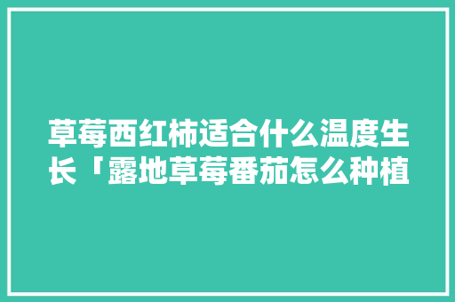草莓西红柿适合什么温度生长「露地草莓番茄怎么种植视频」 草莓西红柿适合什么温度生长「露地草莓番茄怎么种植视频」 土壤施肥