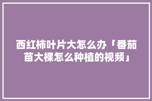西红柿叶片大怎么办「番茄苗大棵怎么种植的视频」 西红柿叶片大怎么办「番茄苗大棵怎么种植的视频」 农业常识