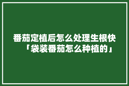 番茄定植后怎么处理生根快「袋装番茄怎么种植的」 番茄定植后怎么处理生根快「袋装番茄怎么种植的」 番茄病虫害防治