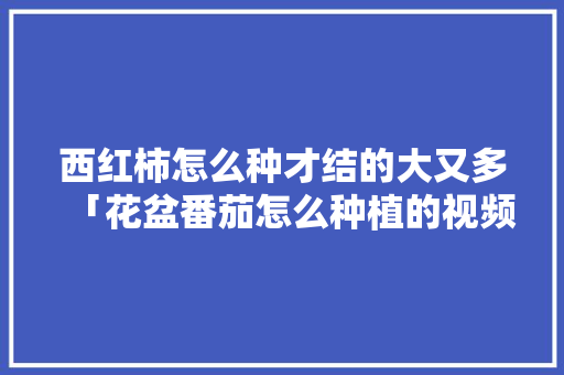 西红柿怎么种才结的大又多「花盆番茄怎么种植的视频教程」 西红柿怎么种才结的大又多「花盆番茄怎么种植的视频教程」 花朵知识
