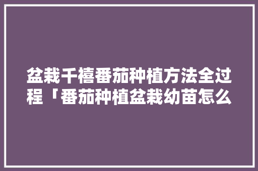 盆栽千禧番茄种植方法全过程「番茄种植盆栽幼苗怎么养护」 盆栽千禧番茄种植方法全过程「番茄种植盆栽幼苗怎么养护」 土壤施肥