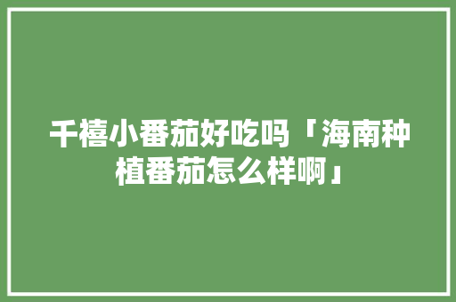 千禧小番茄好吃吗「海南种植番茄怎么样啊」