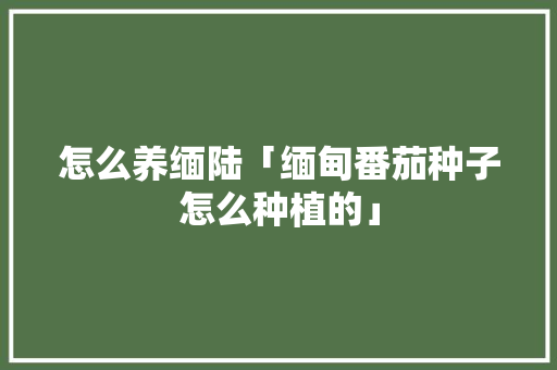 怎么养缅陆「缅甸番茄种子怎么种植的」