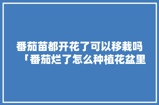 番茄苗都开花了可以移栽吗「番茄烂了怎么种植花盆里」 番茄苗都开花了可以移栽吗「番茄烂了怎么种植花盆里」 番茄种植技巧