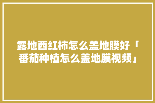 露地西红柿怎么盖地膜好「番茄种植怎么盖地膜视频」 露地西红柿怎么盖地膜好「番茄种植怎么盖地膜视频」 农业常识
