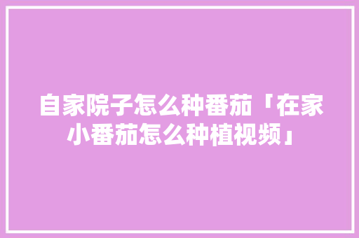 自家院子怎么种番茄「在家小番茄怎么种植视频」 自家院子怎么种番茄「在家小番茄怎么种植视频」 植物种类