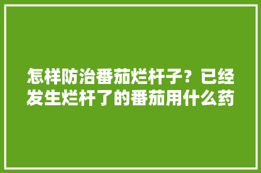 怎样防治番茄烂杆子？已经发生烂杆了的番茄用什么药物涂抹比较好「番茄种植杆子怎么处理好呢」 怎样防治番茄烂杆子？已经发生烂杆了的番茄用什么药物涂抹比较好「番茄种植杆子怎么处理好呢」 花朵知识