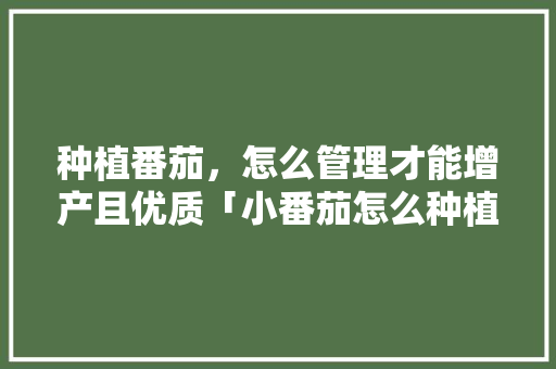 种植番茄，怎么管理才能增产且优质「小番茄怎么种植才能增产呢」 种植番茄，怎么管理才能增产且优质「小番茄怎么种植才能增产呢」 植物种类