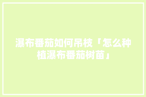 瀑布番茄如何吊枝「怎么种植瀑布番茄树苗」 瀑布番茄如何吊枝「怎么种植瀑布番茄树苗」 番茄种植技巧