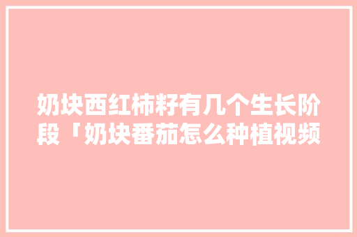 奶块西红柿籽有几个生长阶段「奶块番茄怎么种植视频」