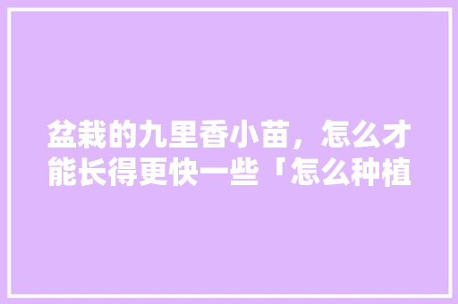 盆栽的九里香小苗，怎么才能长得更快一些「怎么种植瀑布番茄小苗呢」 盆栽的九里香小苗，怎么才能长得更快一些「怎么种植瀑布番茄小苗呢」 花朵知识