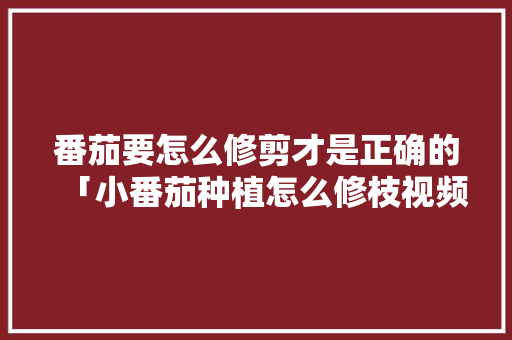 番茄要怎么修剪才是正确的「小番茄种植怎么修枝视频」