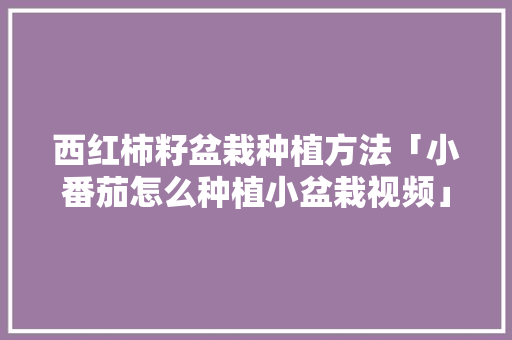 西红柿籽盆栽种植方法「小番茄怎么种植小盆栽视频」 西红柿籽盆栽种植方法「小番茄怎么种植小盆栽视频」 番茄种植技巧