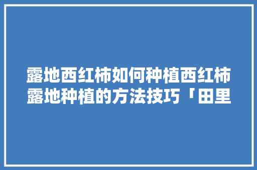 露地西红柿如何种植西红柿露地种植的方法技巧「田里种植番茄怎么种植」 露地西红柿如何种植西红柿露地种植的方法技巧「田里种植番茄怎么种植」 植物种类