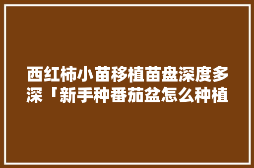 西红柿小苗移植苗盘深度多深「新手种番茄盆怎么种植视频」 西红柿小苗移植苗盘深度多深「新手种番茄盆怎么种植视频」 植物种类