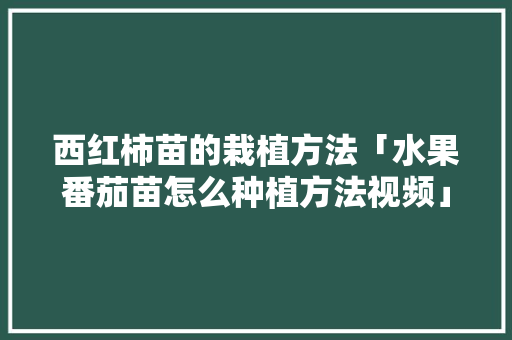 西红柿苗的栽植方法「水果番茄苗怎么种植方法视频」 西红柿苗的栽植方法「水果番茄苗怎么种植方法视频」 花朵知识