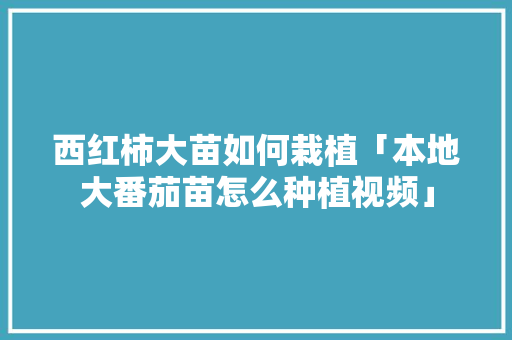 西红柿大苗如何栽植「本地大番茄苗怎么种植视频」