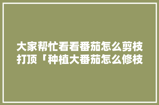 大家帮忙看看番茄怎么剪枝打顶「种植大番茄怎么修枝视频」 大家帮忙看看番茄怎么剪枝打顶「种植大番茄怎么修枝视频」 番茄种植技巧