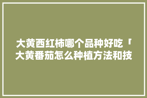 大黄西红柿哪个品种好吃「大黄番茄怎么种植方法和技术」 大黄西红柿哪个品种好吃「大黄番茄怎么种植方法和技术」 种植技巧