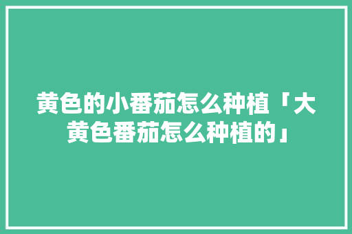 黄色的小番茄怎么种植「大黄色番茄怎么种植的」 黄色的小番茄怎么种植「大黄色番茄怎么种植的」 土壤施肥