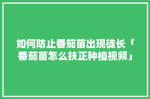 如何防止番茄苗出现徒长「番茄苗怎么扶正种植视频」 如何防止番茄苗出现徒长「番茄苗怎么扶正种植视频」 植物种类