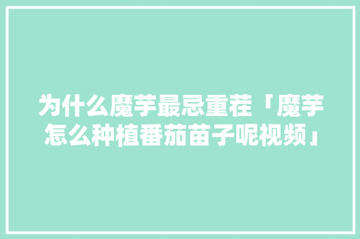 为什么魔芋最忌重茬「魔芋怎么种植番茄苗子呢视频」