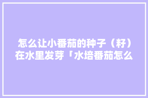 怎么让小番茄的种子(籽)在水里发芽「水培番茄怎么种植方法」 农业常识 怎么让小番茄的种子(籽)在水里发芽「水培番茄怎么种植方法」 怎么让小番茄的种子(籽)在水里发芽「水培番茄怎么种植方法」 农业常识