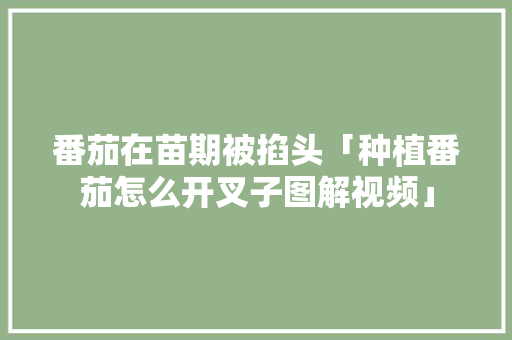 番茄在苗期被掐头「种植番茄怎么开叉子图解视频」 番茄在苗期被掐头「种植番茄怎么开叉子图解视频」 番茄病虫害防治