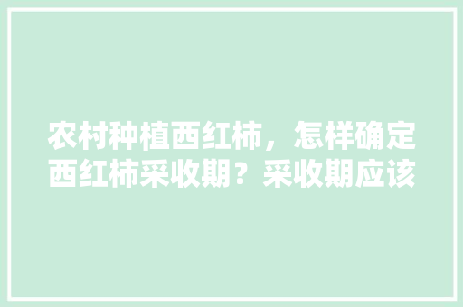 农村种植西红柿，怎样确定西红柿采收期？采收期应该掌握哪些技术「春天怎么种植小番茄视频教程」 农村种植西红柿，怎样确定西红柿采收期？采收期应该掌握哪些技术「春天怎么种植小番茄视频教程」 番茄种植技巧