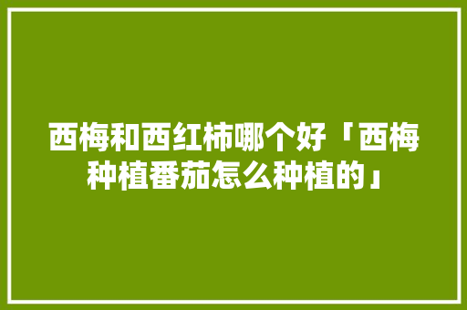 西梅和西红柿哪个好「西梅种植番茄怎么种植的」