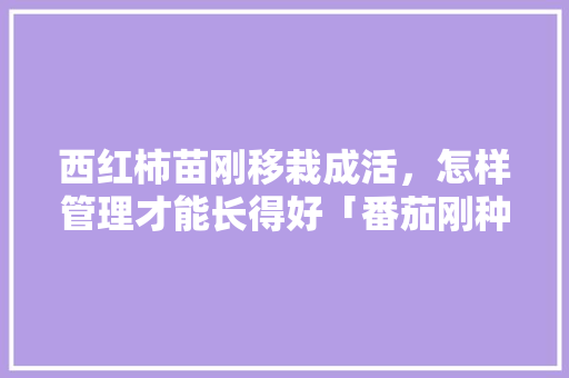 西红柿苗刚移栽成活，怎样管理才能长得好「番茄刚种植怎么管理好」 西红柿苗刚移栽成活，怎样管理才能长得好「番茄刚种植怎么管理好」 番茄病虫害防治
