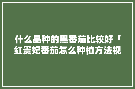 什么品种的黑番茄比较好「红贵妃番茄怎么种植方法视频」 什么品种的黑番茄比较好「红贵妃番茄怎么种植方法视频」 植物种类