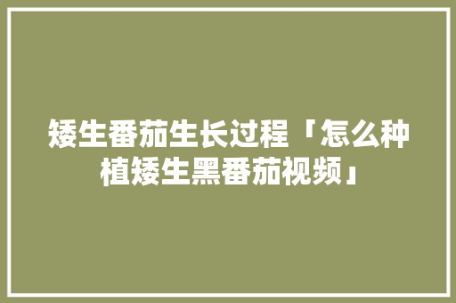 矮生番茄生长过程「怎么种植矮生黑番茄视频」 矮生番茄生长过程「怎么种植矮生黑番茄视频」 番茄病虫害防治