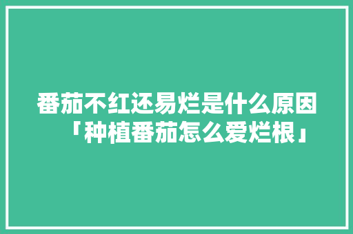 番茄不红还易烂是什么原因「种植番茄怎么爱烂根」 番茄不红还易烂是什么原因「种植番茄怎么爱烂根」 农业常识