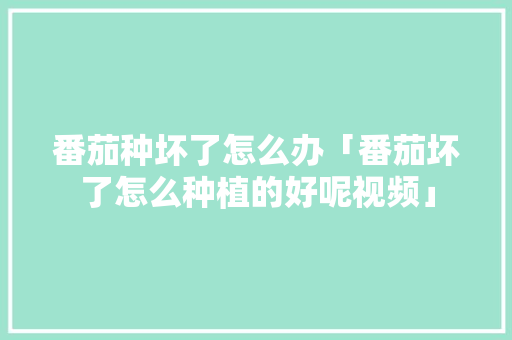 番茄种坏了怎么办「番茄坏了怎么种植的好呢视频」 农业常识 番茄种坏了怎么办「番茄坏了怎么种植的好呢视频」 番茄种坏了怎么办「番茄坏了怎么种植的好呢视频」 农业常识