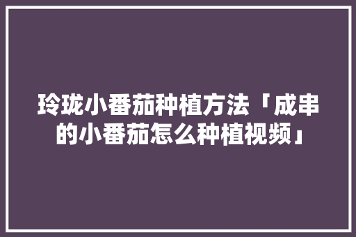 玲珑小番茄种植方法「成串的小番茄怎么种植视频」 玲珑小番茄种植方法「成串的小番茄怎么种植视频」 番茄种植技巧
