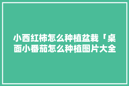 小西红柿怎么种植盆栽「桌面小番茄怎么种植图片大全」 小西红柿怎么种植盆栽「桌面小番茄怎么种植图片大全」 植物种类