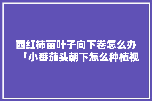 西红柿苗叶子向下卷怎么办「小番茄头朝下怎么种植视频」 西红柿苗叶子向下卷怎么办「小番茄头朝下怎么种植视频」 农业常识