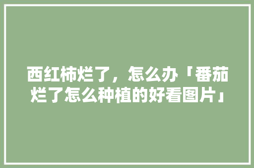 西红柿烂了，怎么办「番茄烂了怎么种植的好看图片」 西红柿烂了，怎么办「番茄烂了怎么种植的好看图片」 植物种类