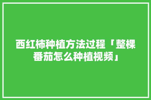 西红柿种植方法过程「整棵番茄怎么种植视频」 西红柿种植方法过程「整棵番茄怎么种植视频」 番茄种植技巧