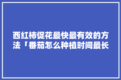 西红柿促花最快最有效的方法「番茄怎么种植时间最长呢」 西红柿促花最快最有效的方法「番茄怎么种植时间最长呢」 种植技巧