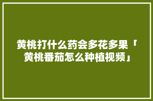 黄桃打什么药会多花多果「黄桃番茄怎么种植视频」 黄桃打什么药会多花多果「黄桃番茄怎么种植视频」 番茄种植技巧