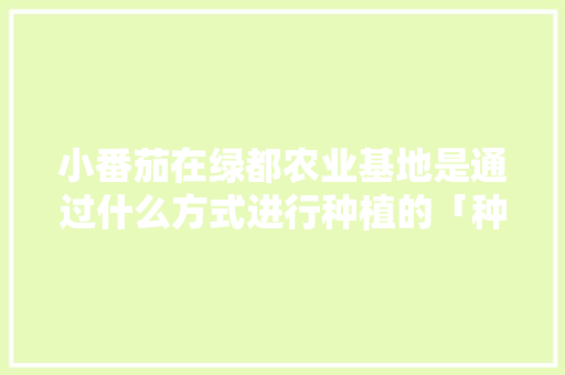 小番茄在绿都农业基地是通过什么方式进行种植的「种植箱种植小番茄怎么种植」 小番茄在绿都农业基地是通过什么方式进行种植的「种植箱种植小番茄怎么种植」 番茄种植技巧