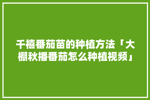 千禧番茄苗的种植方法「大棚秋播番茄怎么种植视频」 千禧番茄苗的种植方法「大棚秋播番茄怎么种植视频」 土壤施肥