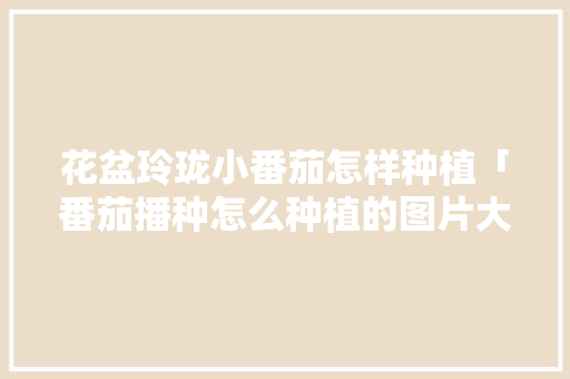 花盆玲珑小番茄怎样种植「番茄播种怎么种植的图片大全」 花盆玲珑小番茄怎样种植「番茄播种怎么种植的图片大全」 农业常识