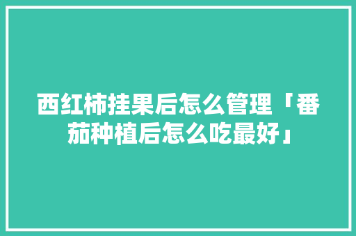 西红柿挂果后怎么管理「番茄种植后怎么吃最好」