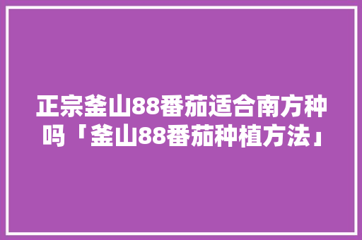 正宗釜山88番茄适合南方种吗「釜山88番茄种植方法」