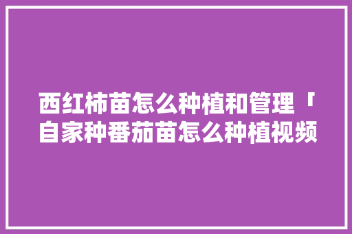 西红柿苗怎么种植和管理「自家种番茄苗怎么种植视频」 西红柿苗怎么种植和管理「自家种番茄苗怎么种植视频」 植物种类