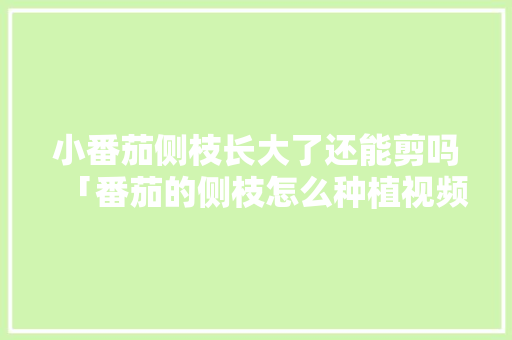 小番茄侧枝长大了还能剪吗「番茄的侧枝怎么种植视频」 小番茄侧枝长大了还能剪吗「番茄的侧枝怎么种植视频」 农业常识